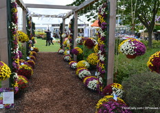 De bolchrysanten, een van de andere highlights uit het Van Zanten assortiment.